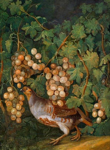 Ein Perlhuhn Unter Weinstocken - view 1