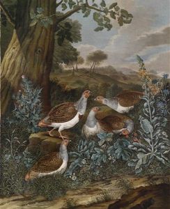 Perlhuhner In Einer Weiten Landschaft by Franz Michael Sigmund von Purgau