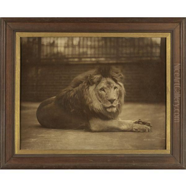 Majesty - view 1