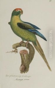 Harmonia Ruralis; Or, An Essay Towards A Natural History Of British Song Birds by James Bolton