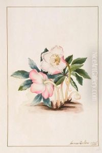 (christmas Or Winter Rose)