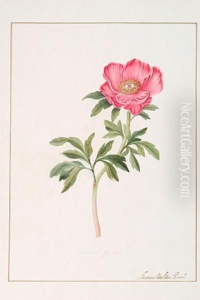 Paeonia Mascula - view 1