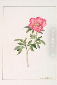 Paeonia Mascula thumbnail