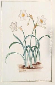 Narcissus X Medioluteus by James Bolton