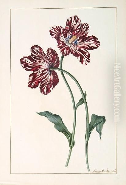 Tulipa Cultivars - view 1