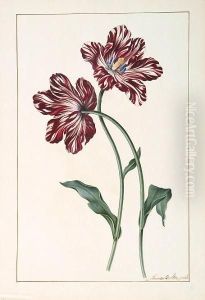 Tulipa Cultivars by James Bolton
