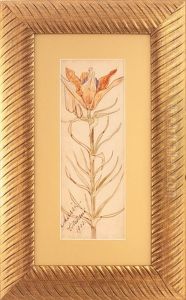 Floare De Crin Imperial Floare De Crin Imperial