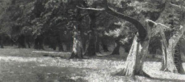 Woodland View With Deer Resting Under The Shade - view 1