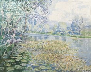 Water Lilies