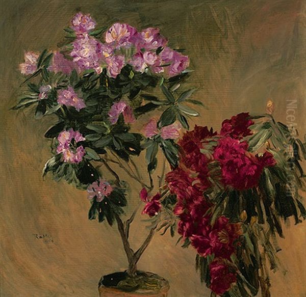 Bluhender Rhododendron Und Azaleen - view 1