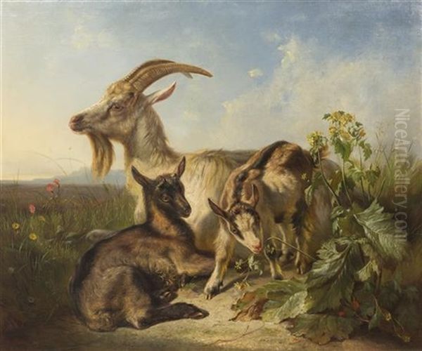 Goats - view 1