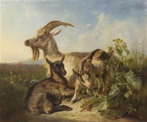Goats
