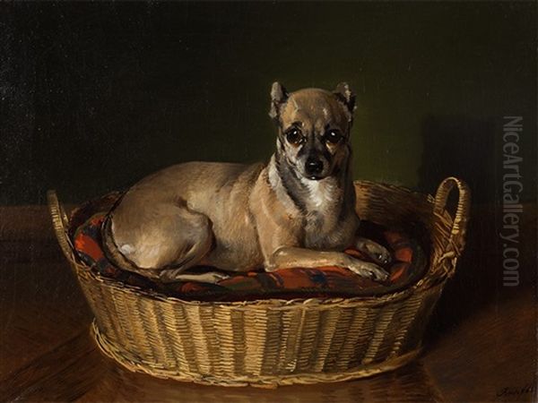 Chihuahua - view 1