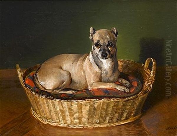 A Toy Terrier - view 1