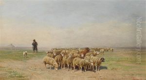 Schafe Am Weg Zur Weide