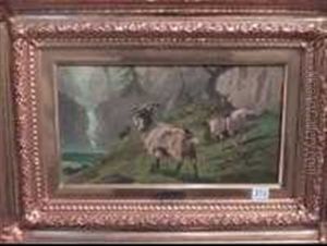 Ziegen Am Bergsee