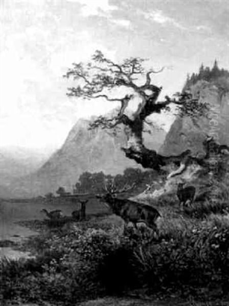 Rotwild Am Seeufer - view 1