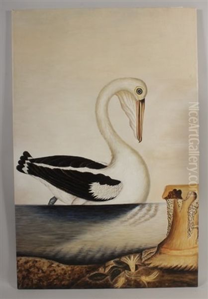 Australian White Pelican - view 1