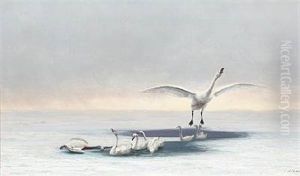 Winter Scenery With Swans Winter Scenery With Swans