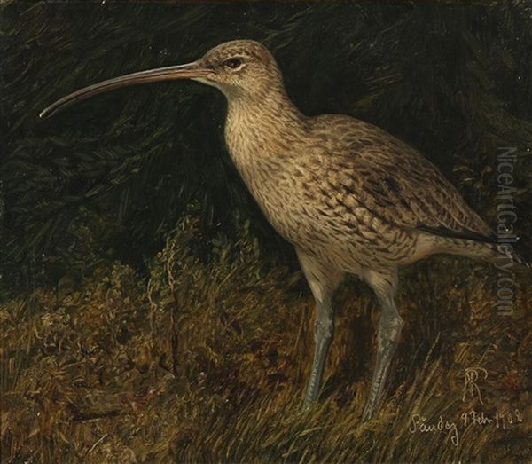 A Curlew Standing In The Grass - view 1