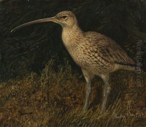 A Curlew Standing In The Grass