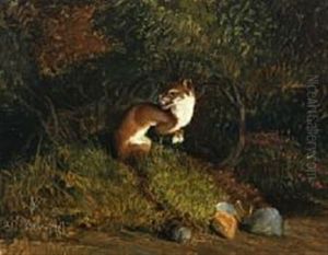 A Marten On The Forest Floor