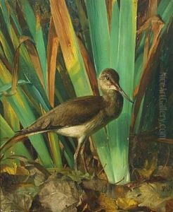 A Female Ruff