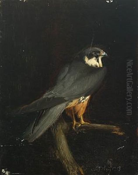 Eurasian Hobby - view 1