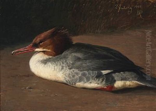 A Merganser - view 1