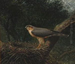 An Goshawk In Its Nest by Niels Pieter Rasmussen