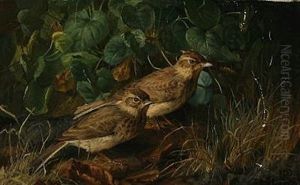 Two Sparrows In A Forest Floor