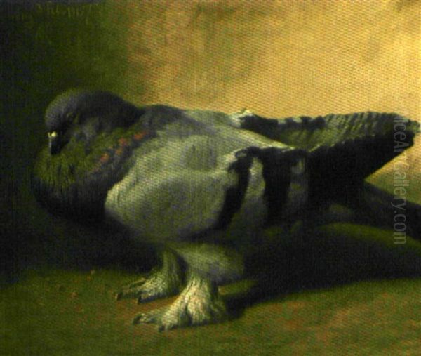 Pigeon - view 1