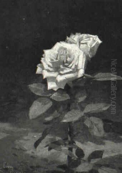 Voksende Lyser+de Rose - view 1
