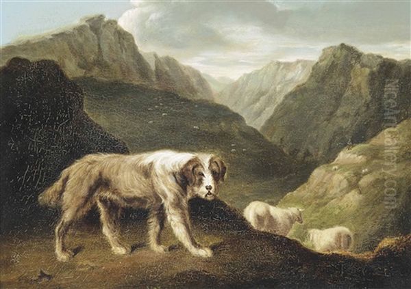 Sheepdog - view 1