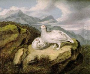 Ptarmingan In Winter Plumage On A Rocky Outcrop