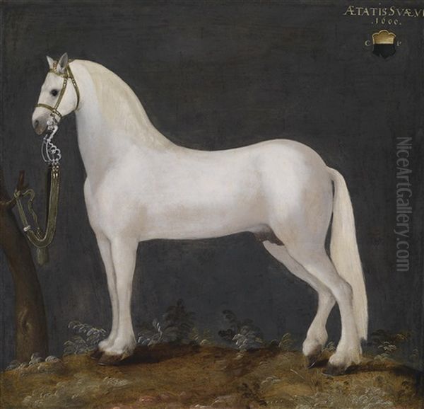 Ein Spanischer Karster (lipizzaner) - view 1