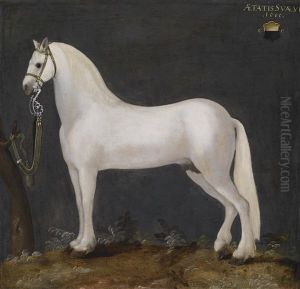 Ein Spanischer Karster (lipizzaner)