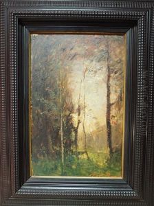 Effets De Lumiere Dans Les Arbres
