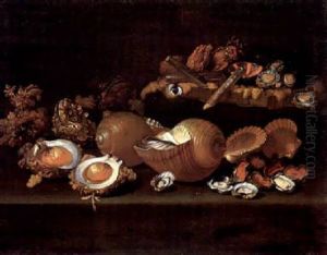 Natura Morta Di Conchiglie Natura Morta Di Conchiglie
