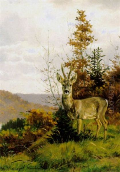 Rehbock In Landschaft - view 1