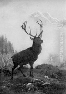 Hirsch Im Gebirge