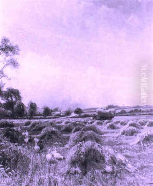 Ducks At The Edge Of A Harvest Field - view 1