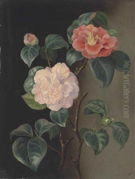 A Camellia And Roses - view 1