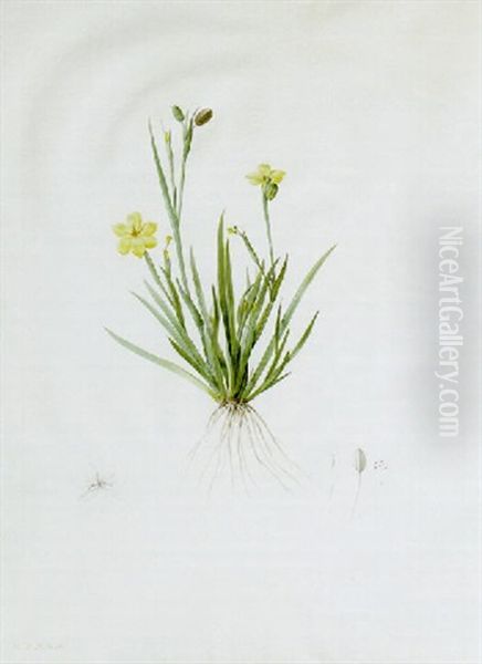 Sisyrinchium Convolutum With Flower, Pistil And Seed - view 1