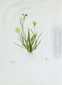 Sisyrinchium Convolutum With Flower, Pistil And Seed by Pierre-Joseph Redoute
