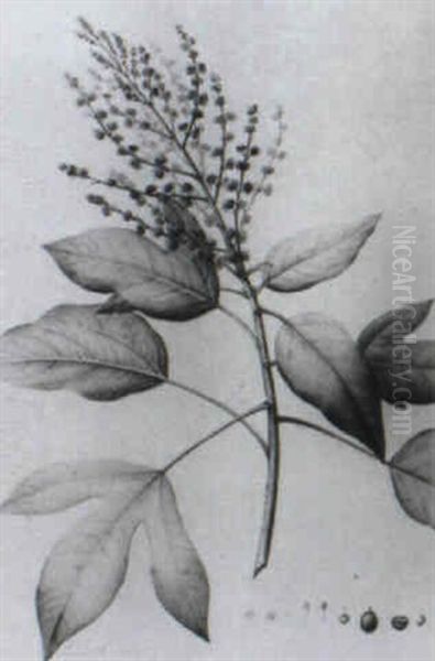 Etude De Feuilles - view 1
