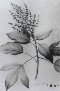 Etude De Feuilles
