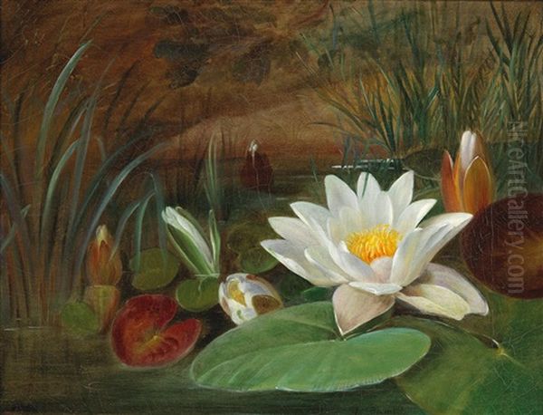 Water Lilies - view 1