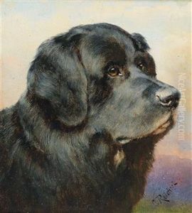 A Newfoundland Dog