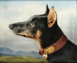 Head Study Of A Doberman